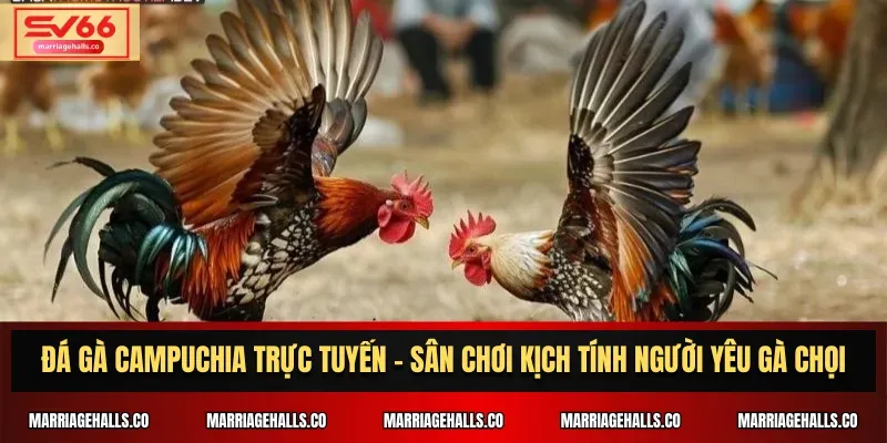 Hướng dẫn Qh88 - Khi không đăng nhập được
